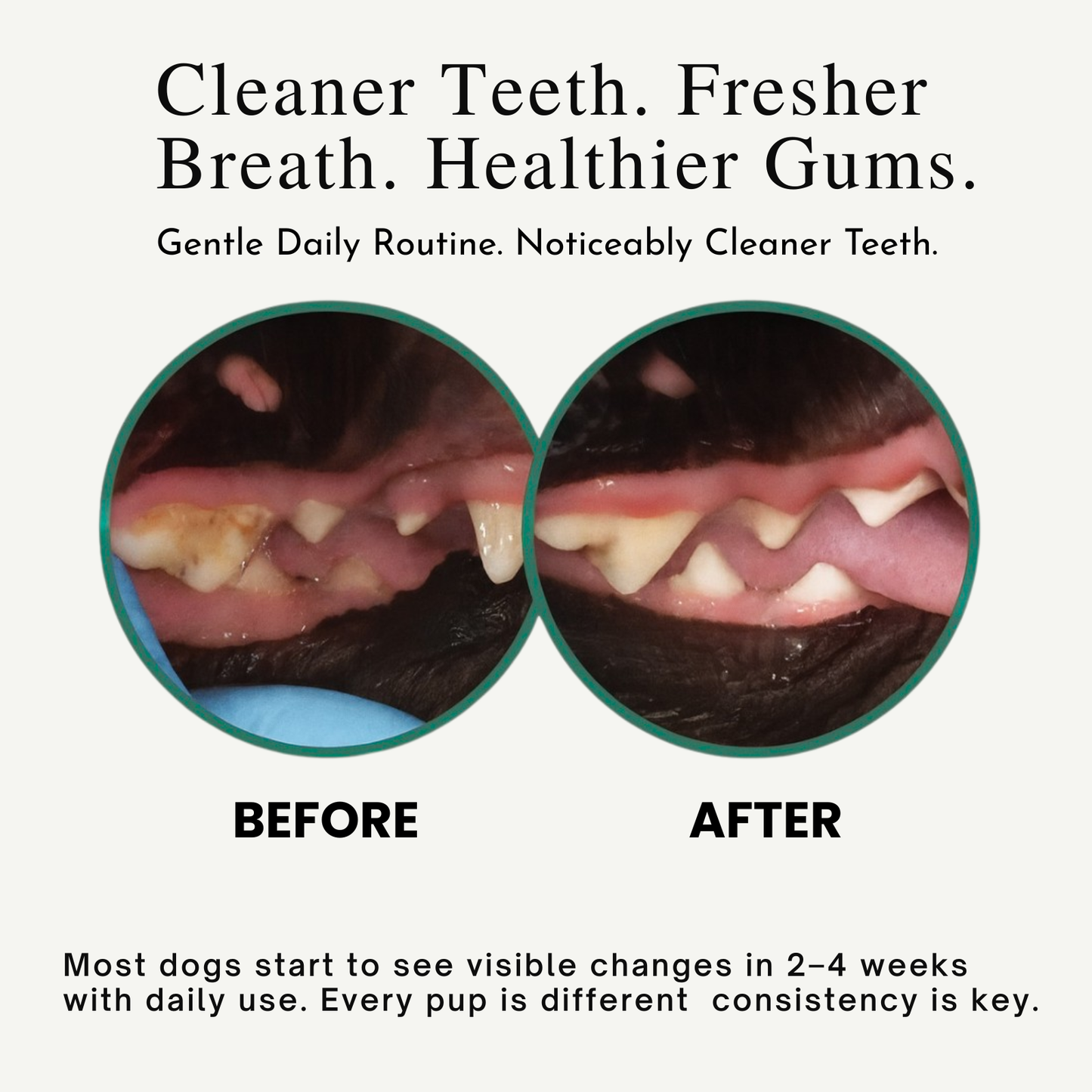 PupAura Dental Powder